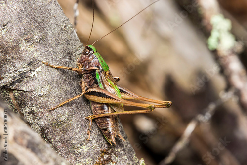 Photography forest grasshopper