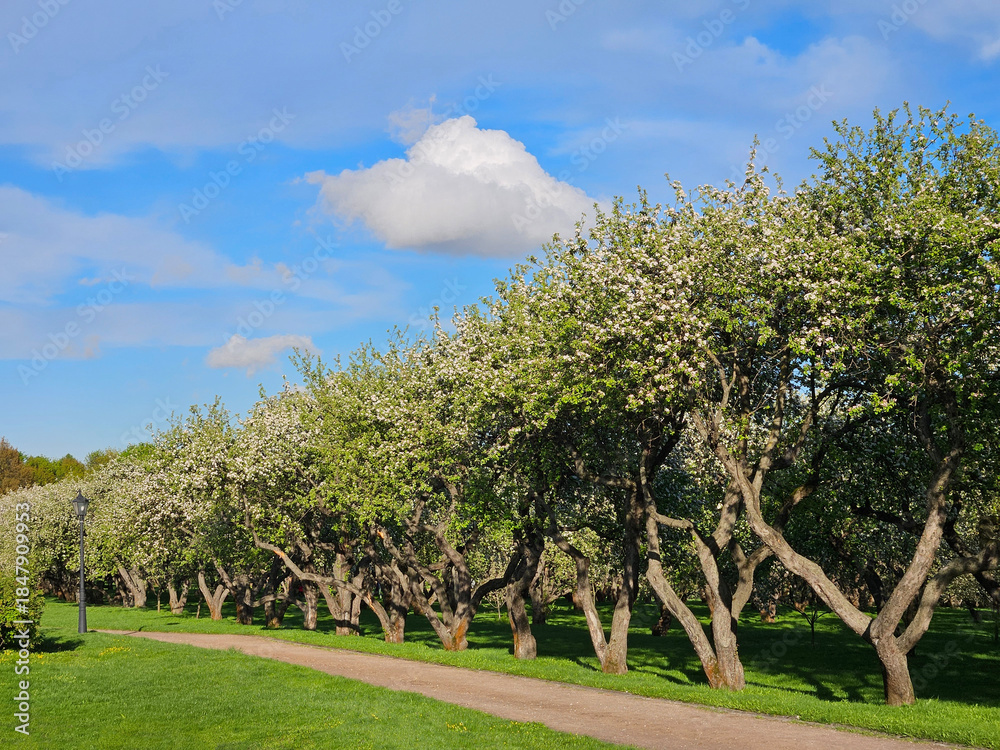 Fototapeta premium Row of trees with green leaves and white flowers. The trees are in a field and there is a road in front of them in apple garden