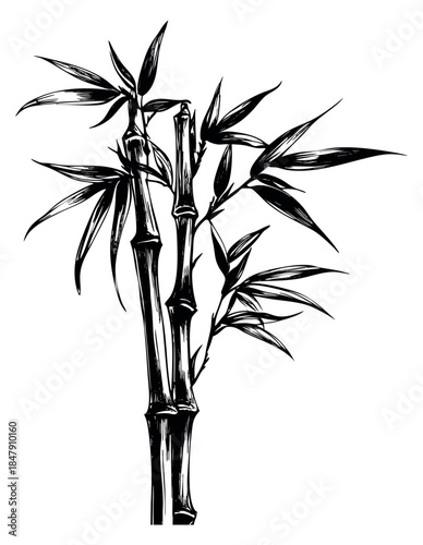 Black and white bamboo stalks with leaves hand drawn outline illustration