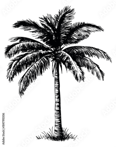 Vintage palm tree illustration with detailed leaves and trunk hand drawn sketch