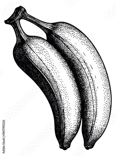 Banana fruit collection with two bananas black and white line art