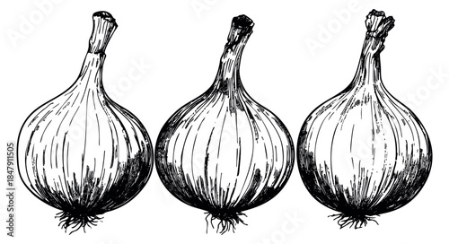 Hand drawn garlic bulb set black and white line art