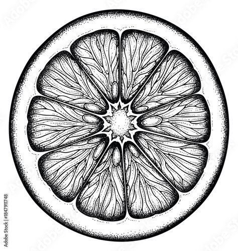 Vintage citrus fruit slice illustration black and white line art