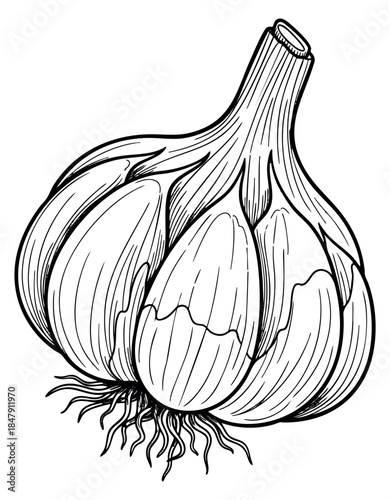 Garlic bulb illustration with cloves hand drawn outline illustration