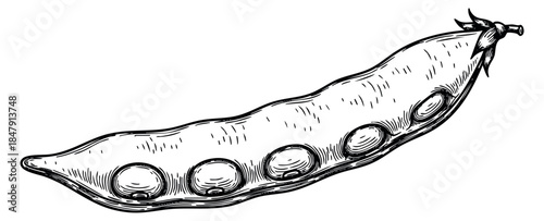 Pea pod illustration hand drawn outline illustration