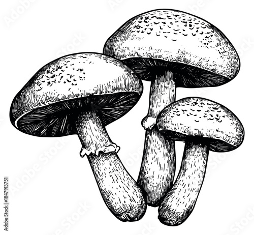 Mushroom set with three mushrooms hand drawn outline illustration