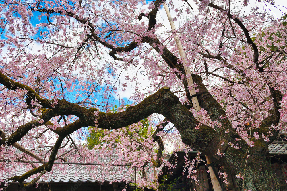 Fototapeta premium 京都 水火天満宮 美しい枝垂れ桜（しだれ桜）（日本京都府京都市）Beautiful weeping cherry blossoms at Suika Tenmangu Shrine in Kyoto (Kyoto City, Kyoto Prefecture, Japan)