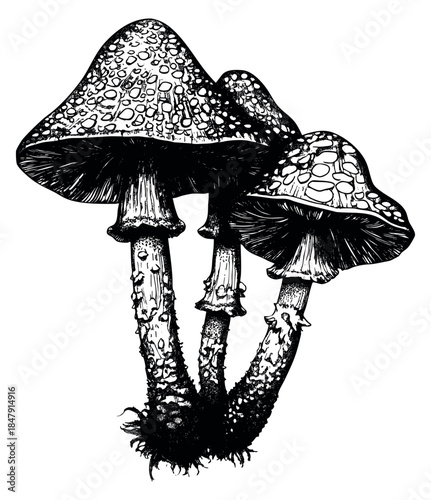 Mushroom set with textured caps hand drawn outline illustration