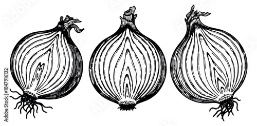 Vintage onion set with three sliced onions hand drawn sketch