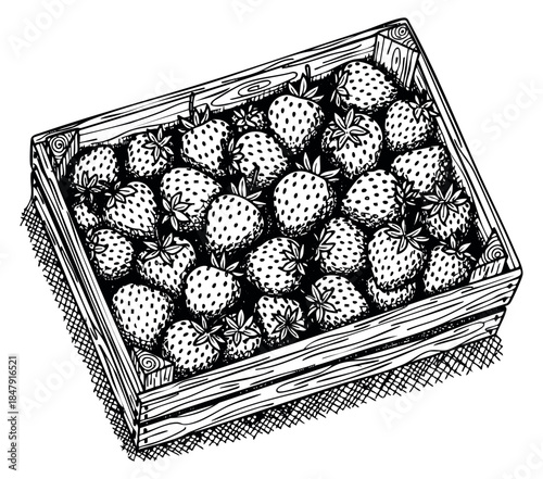 Strawberry fruit set in wooden crate black and white line art