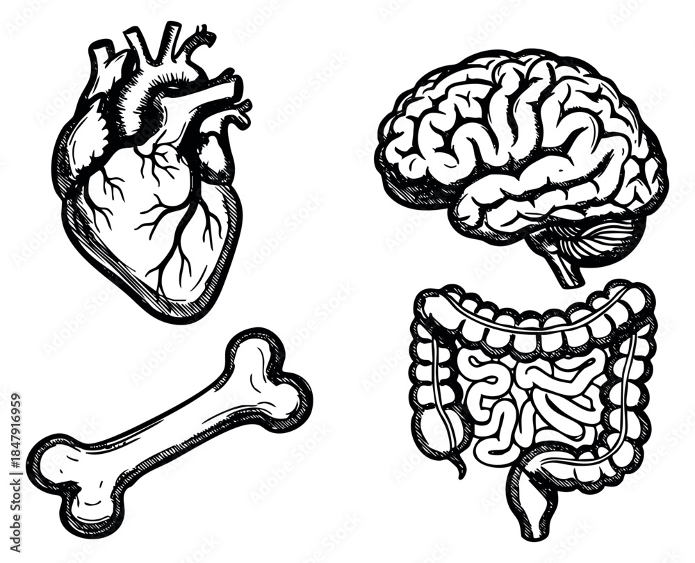 Obraz premium Vintage human organ set with heart brain bone and intestines hand drawn outline illustration