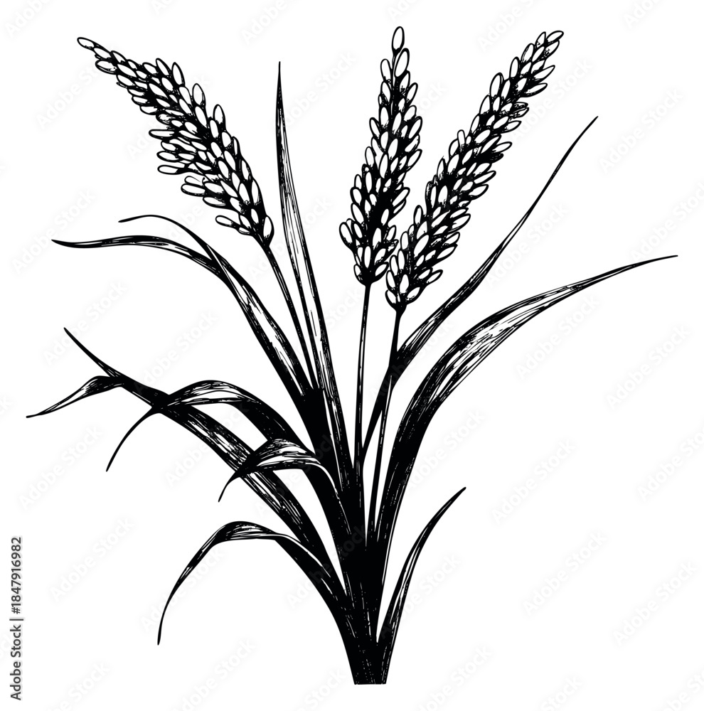 Obraz premium Wheat plant icon set with grain ears hand drawn outline illustration