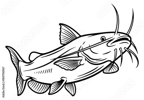Catfish illustration black and white line art