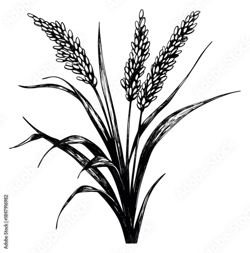 Wheat plant icon set with grain ears hand drawn outline illustration