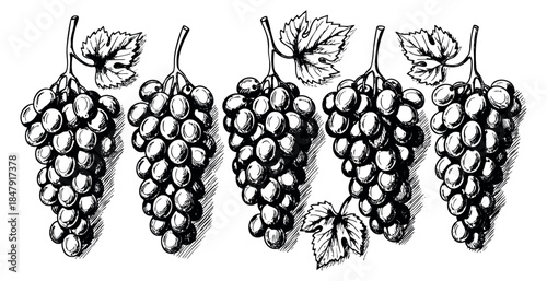 Vintage grape bunch set with leaves black and white line art