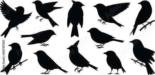 Assortment of Bird Silhouettes in Various Poses on White Background Keywords: bird, birds, silhouette, animal, wildlife, nature