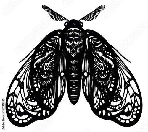 Vintage moth illustration with detailed patterns black and white line art