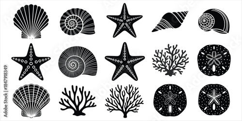 Black and white collection of marine life including seashells, starfish, coral, and sand dollars Keywords: marine, sea, ocean