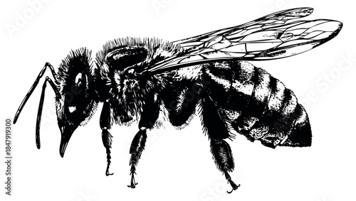 Detailed bee illustration black and white line art
