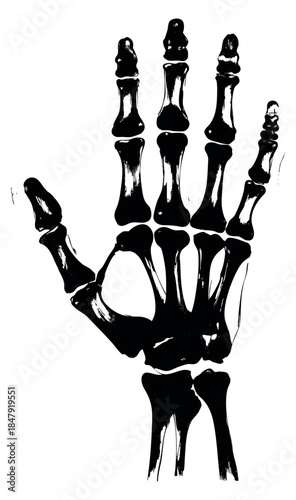 Hand bones illustration black and white line art