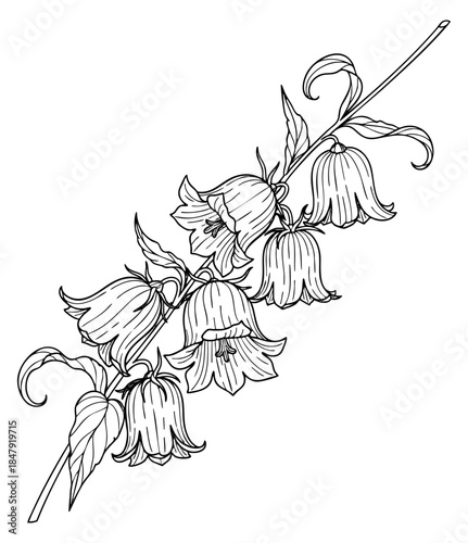 Bell flower branch set with leaves hand drawn outline illustration