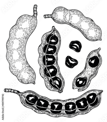 Vintage tamarind pod set with seeds hand drawn sketch