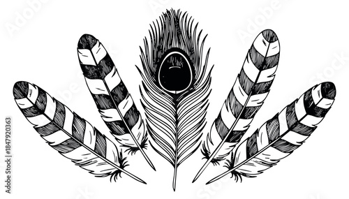 Hand drawn feather set with peacock and striped feathers hand drawn outline illustration