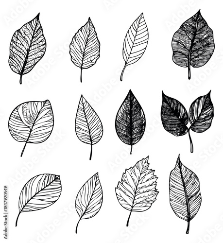 Hand drawn leaf collection with various leaf shapes and vein details
