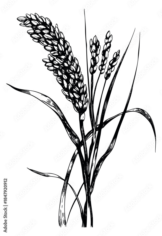 Fototapeta premium Vintage wheat plant illustration hand drawn sketch
