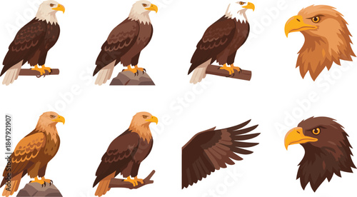 Eagle illustrations set