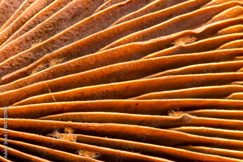 mushroom plates with a solid background. colorful detailed macro photo of a mushroom with a blurred background. space for text. natural beauty.