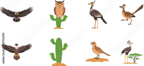 Bird Illustrations Set