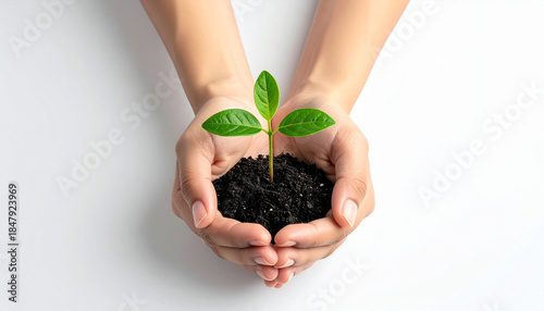 young plant in hands