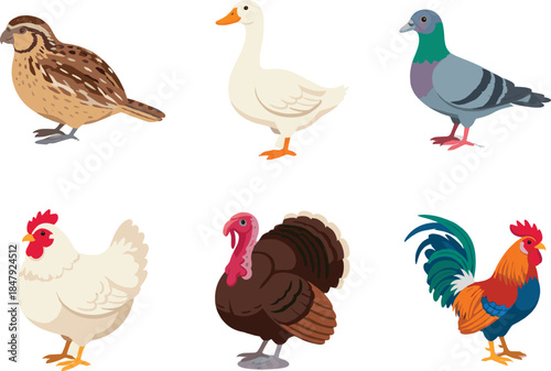 Farm birds illustrated set