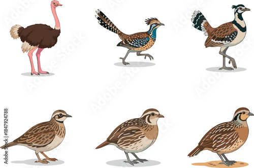 Various bird species illustrations set