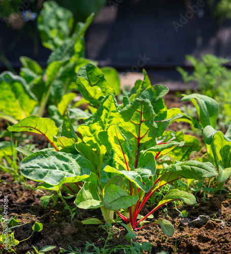 Swiss chard growing in a garden bed. Fresh leafy beet with vibrant green leaves and stems in natural daylight, home vegetable garden cultivation and organic produce concept.