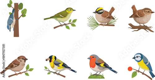 Birds perched on natural elements cartoon illustrations