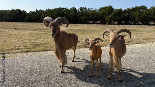 Aoudad, also known as Barbary sheep, are a species of caprine found in Africa. Despite their appearance, aoudad are neither sheep nor goats. They can be seen at the Fossil Rim Wildlife Center in Texas