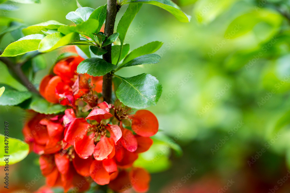Obraz premium Japanese quince on the background of its green foliage. beautiful red flowers and inflorescences. close-up. natural light.