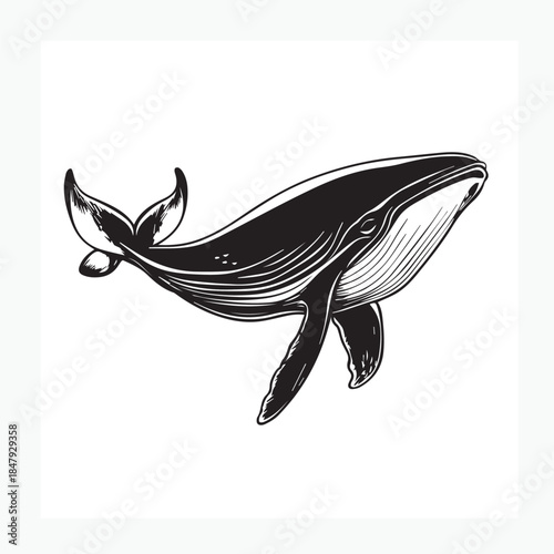 vector illustration of a fish