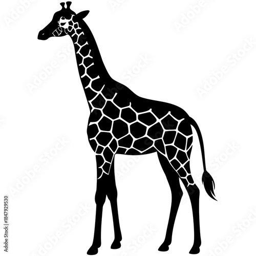 A cute young giraffe vector illustration shows a tall wild mammal with long neck and brown spots walking in a profile view isolated on a white nature background for safari and wildlife themes
