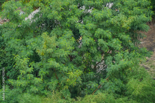 A dense, lush green wall of tropical foliage, creating a vibrant natural background or texture.