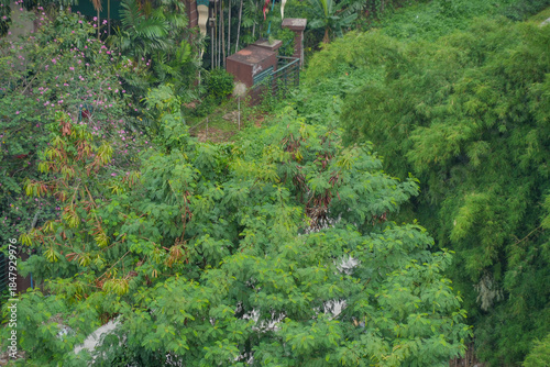 A dense, lush green wall of tropical foliage, creating a vibrant natural background or texture.