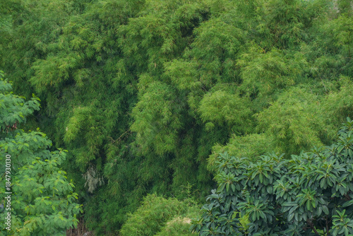 A dense, lush green wall of tropical foliage, creating a vibrant natural background or texture.