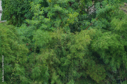 A dense, lush green wall of tropical foliage, creating a vibrant natural background or texture.