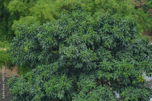 A dense, lush green wall of tropical foliage, creating a vibrant natural background or texture.