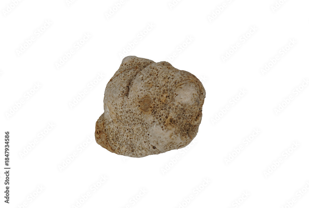 Obraz premium sea shell isolated on white background