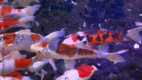 沢山泳いでいる綺麗な錦鯉