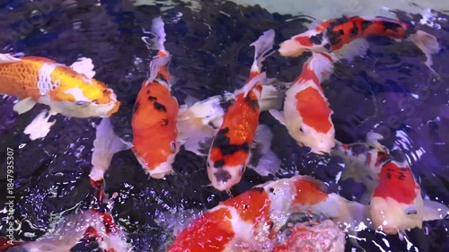 沢山泳いでいる綺麗な錦鯉