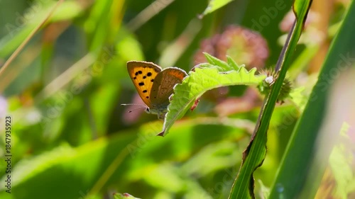 Side View of a Small Copper Butterfly